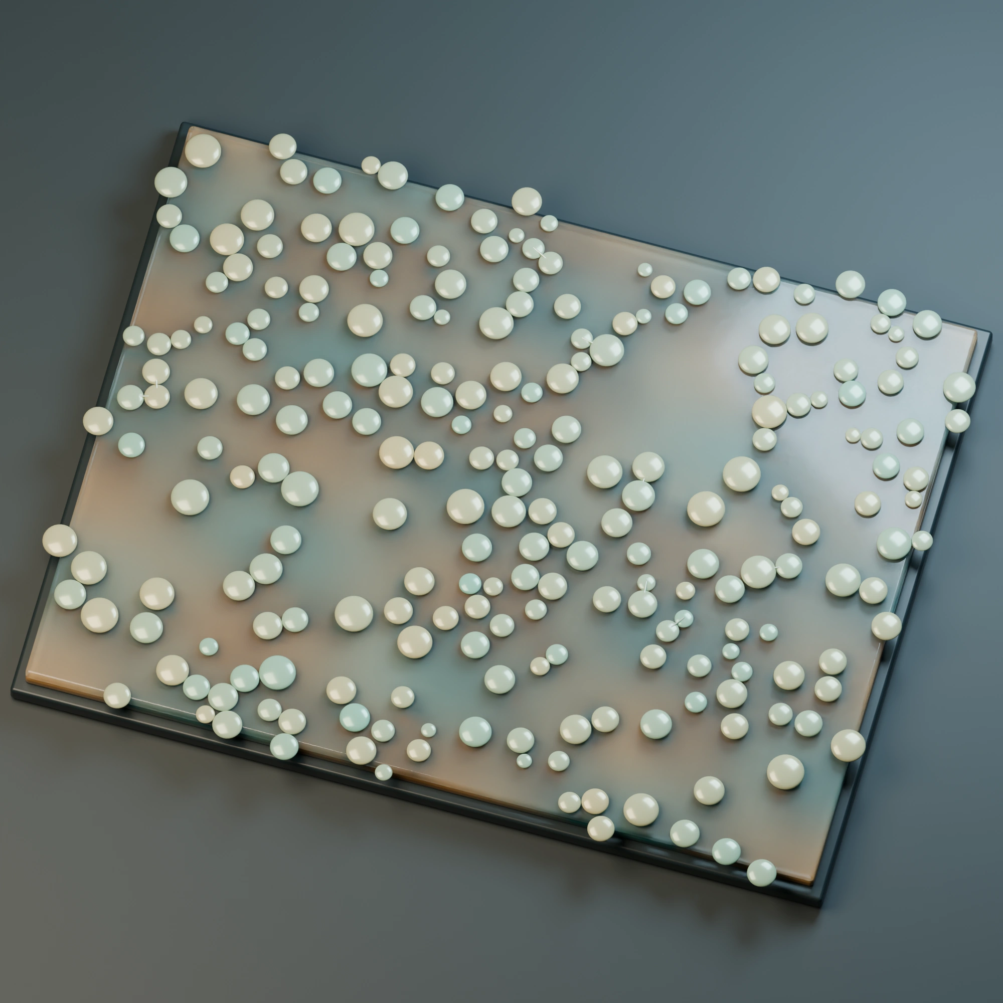 Later cellular population with sparse contacts